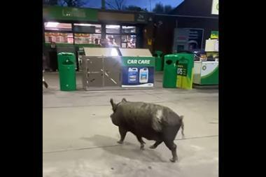 pig