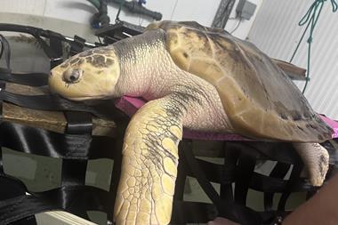 Rhossi being weighed and measured and inspected for his Fit to Fly certification on August 2 2026. Now a weighing over 20 kg and a length of 77 cm