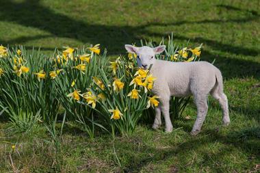 getty lamb