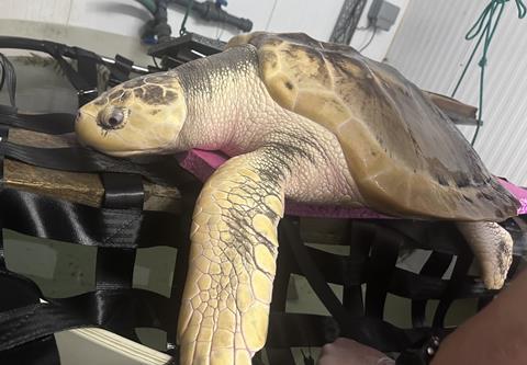 Rhossi being weighed and measured and inspected for his Fit to Fly certification on August 2 2026. Now a weighing over 20 kg and a length of 77 cm